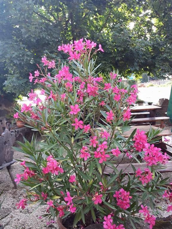 Borostyankert Etterem & Vendeghaz Otel Sitke Dış mekan fotoğraf